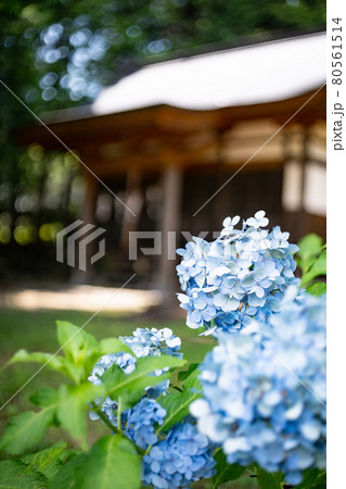 紫陽花の咲く古いお社　6月 80561514