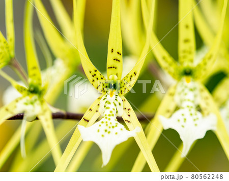 ユーモラスなランの花 80562248