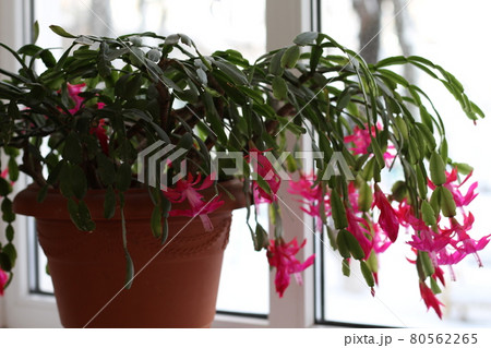 A vase of flowers on a plant 80562265