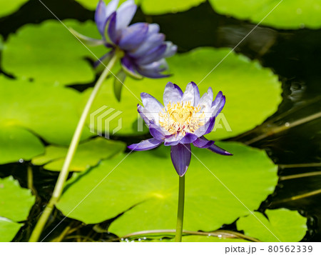 美しく水面を飾る熱帯スイレンの花 美しく水面を飾る熱帯スイレンの花 80562339
