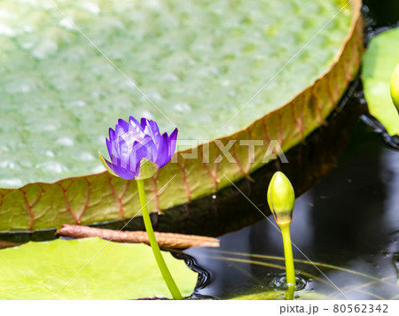美しく水面を飾る熱帯スイレンの花 美しく水面を飾る熱帯スイレンの花 80562342