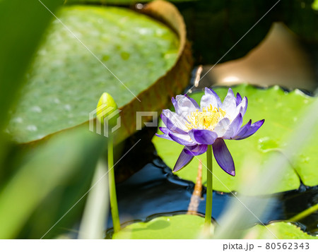 美しく水面を飾る熱帯スイレンの花 美しく水面を飾る熱帯スイレンの花 80562343