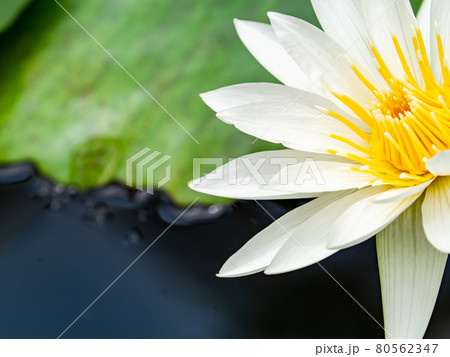 美しく水面を飾る熱帯スイレンの花 美しく水面を飾る熱帯スイレンの花 80562347