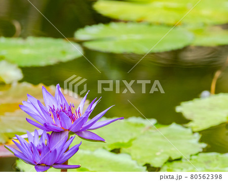 美しく水面を飾る熱帯スイレンの花 80562398