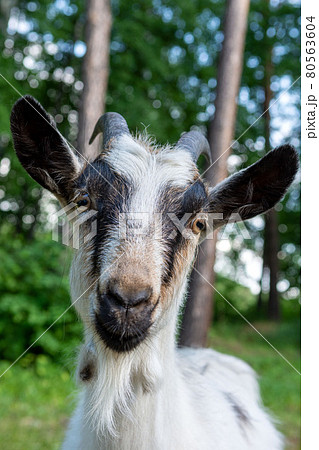 Portrait of a goat on a farm in the village. Portrait of a goat on a farm in the village. 80563604
