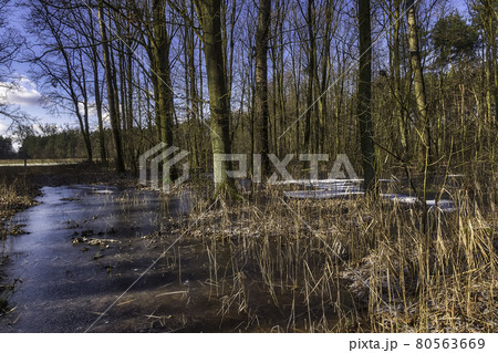 Frozen swamp in Kampinos National Park - Poland 80563669