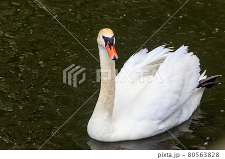 White swan swimming on the lake 80563828
