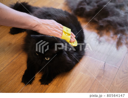 Black cat combed and cleaned from excess wool 80564147