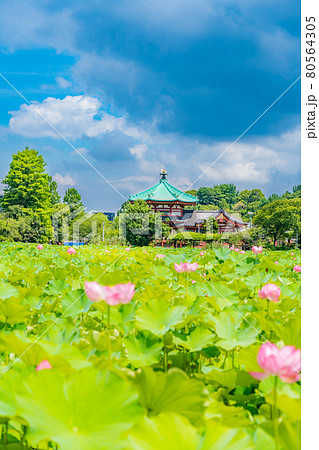 東京の夏 梅雨明け初日 上野恩賜公園 不忍池の蓮 80564305