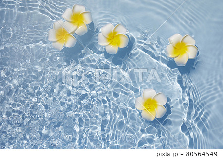 Top view Plumeria or frangipani on surface of water. Ripple of water and Shadow of flower. 80564549