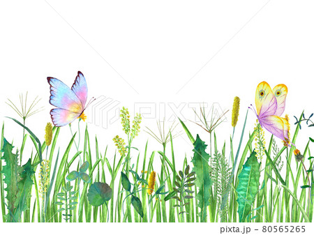 Meadow wild flowers, herbs, grasses and butterflies. Watercolor hand drawn botanical illustration 80565265