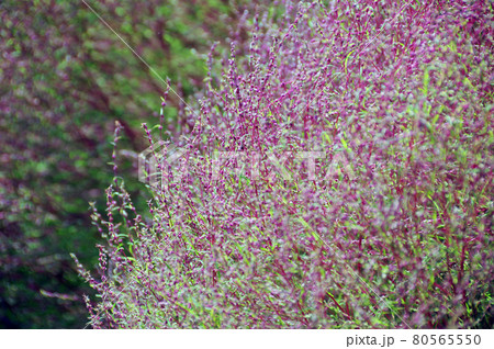 ホウキギ  葉模様 80565550