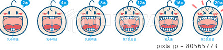 乳歯が生える過程のイラストセット（ヨコ1列、本数＋歯の名称つき） 80565773