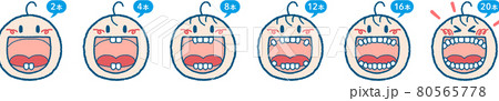 乳歯が生える過程のイラストセット（ヨコ1列、本数つき） 80565778