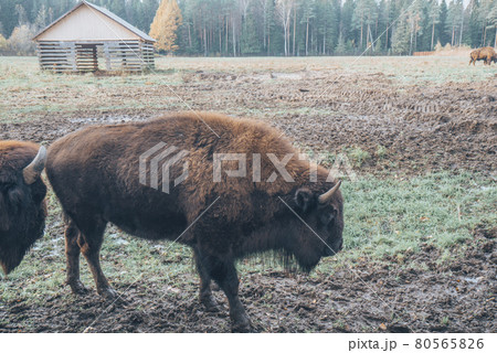 Bison in full growth in its habitat. 80565826