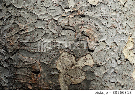 ケヤキの表皮 ケヤキの表皮 80566318
