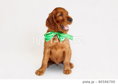 charming Irish setter puppy of brown color on a white background 80566700