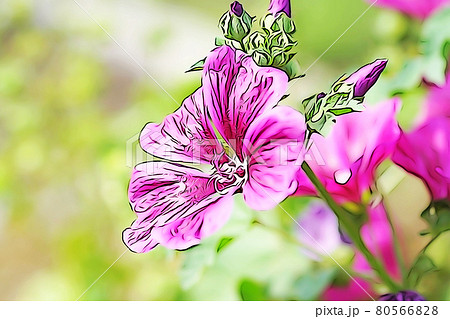 パステル調 ”コモンマロウ” イラストイメージ パステル調 ”コモンマロウ” イラストイメージ 80566828