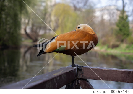 Unusual Orange Duck Ogar near the pond in Moscow Unusual Orange Duck Ogar near the pond in Moscow 80567142