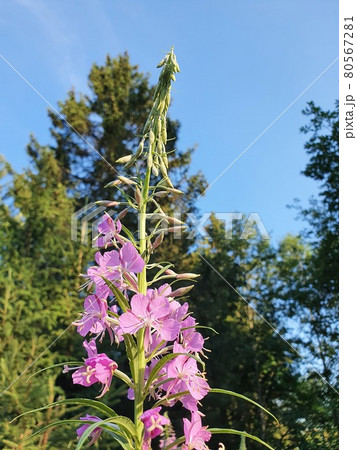 Lovely pink, purple wildflowers Lovely pink, purple wildflowers 80567281