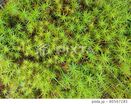 Wonderful green field plants Wonderful green field plants 80567285