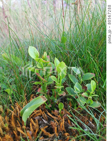 Lovely green little trees Lovely green little trees 80567288