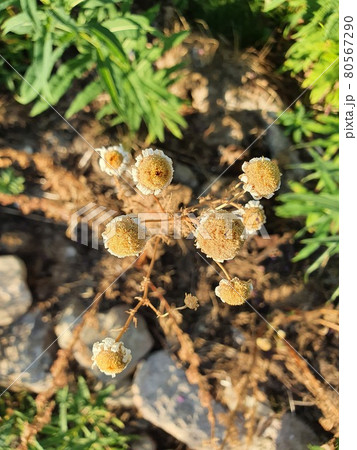 The chamomile flowers The chamomile flowers 80567290