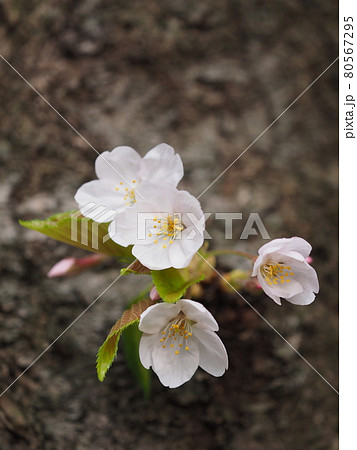 桜 80567295