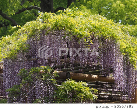 藤花園の藤 80567395