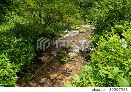 (群馬県)チャツボミゴケ公園 源泉からの流れ出し (群馬県)チャツボミゴケ公園 源泉からの流れ出し 80567548