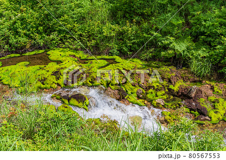 (群馬県)チャツボミゴケ公園 源泉からの流れ出し (群馬県)チャツボミゴケ公園 源泉からの流れ出し 80567553