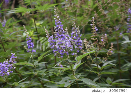 セイヨウニンジンボクの花 セイヨウニンジンボクの花 80567994