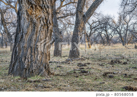 riparian forest in eastern Colorado 80568058