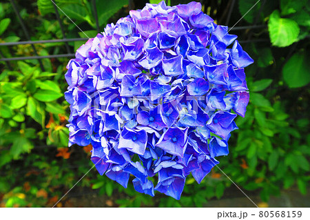 アジサイの花(西洋アジサイなど) アジサイの花(西洋アジサイなど) 80568159