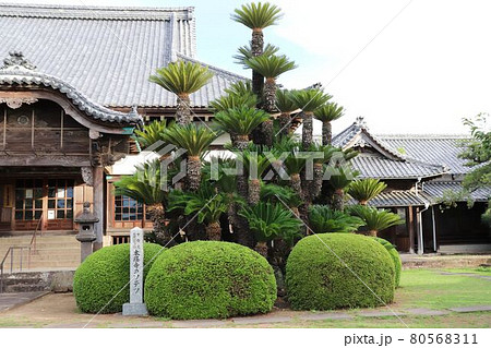 本経寺のソテツ 80568311