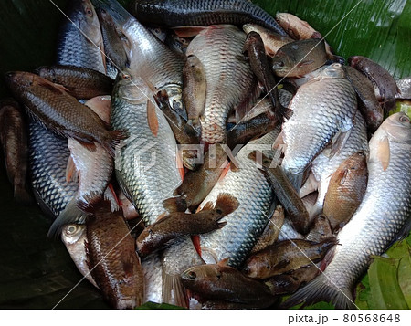 tasty and healthy fish stock on shop for sell tasty and healthy fish stock on shop for sell 80568648