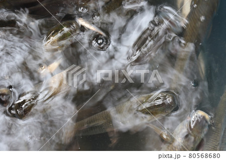 tasty and healthy fish stock on shop for sell tasty and healthy fish stock on shop for sell 80568680