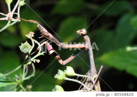 コカマキリ 80568820