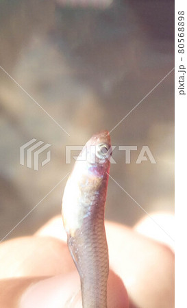 small fish on a fisherman hand for cooking 80568898