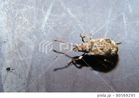 ヒレルクチブトゾウムシ 80569295