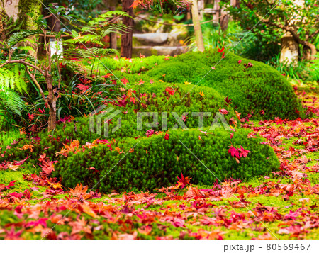 秋の京都　祇王寺 80569467