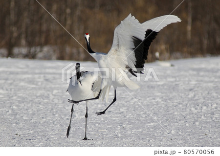 タンチョウの求愛ダンス 80570056
