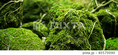 Beautiful Bright Green moss grown up cover the rough stones 80570090