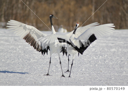 タンチョウの求愛ダンス 80570149