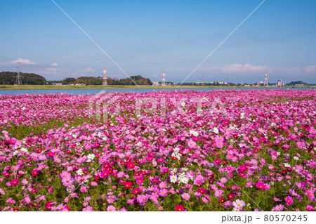 満開の水巻町コスモス園の風景 80570245