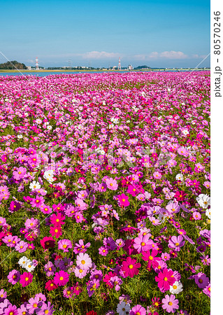 満開の水巻町コスモス園の風景 80570246
