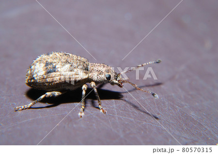 ヒレルクチブトゾウムシ 80570315