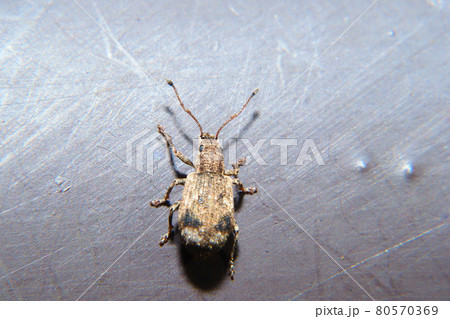 ヒレルクチブトゾウムシ ヒレルクチブトゾウムシ 80570369