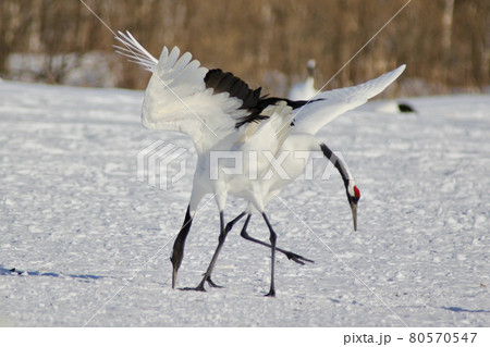 タンチョウの求愛ダンス 80570547