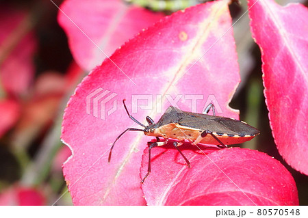 ニシキギの葉に止まるキバラヘリカメムシ 80570548